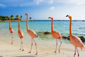 Aruba